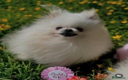 Pomeranian dogs for sale: White KENNEL CLUB Registered CHAMPION Bloodlines - Image 25