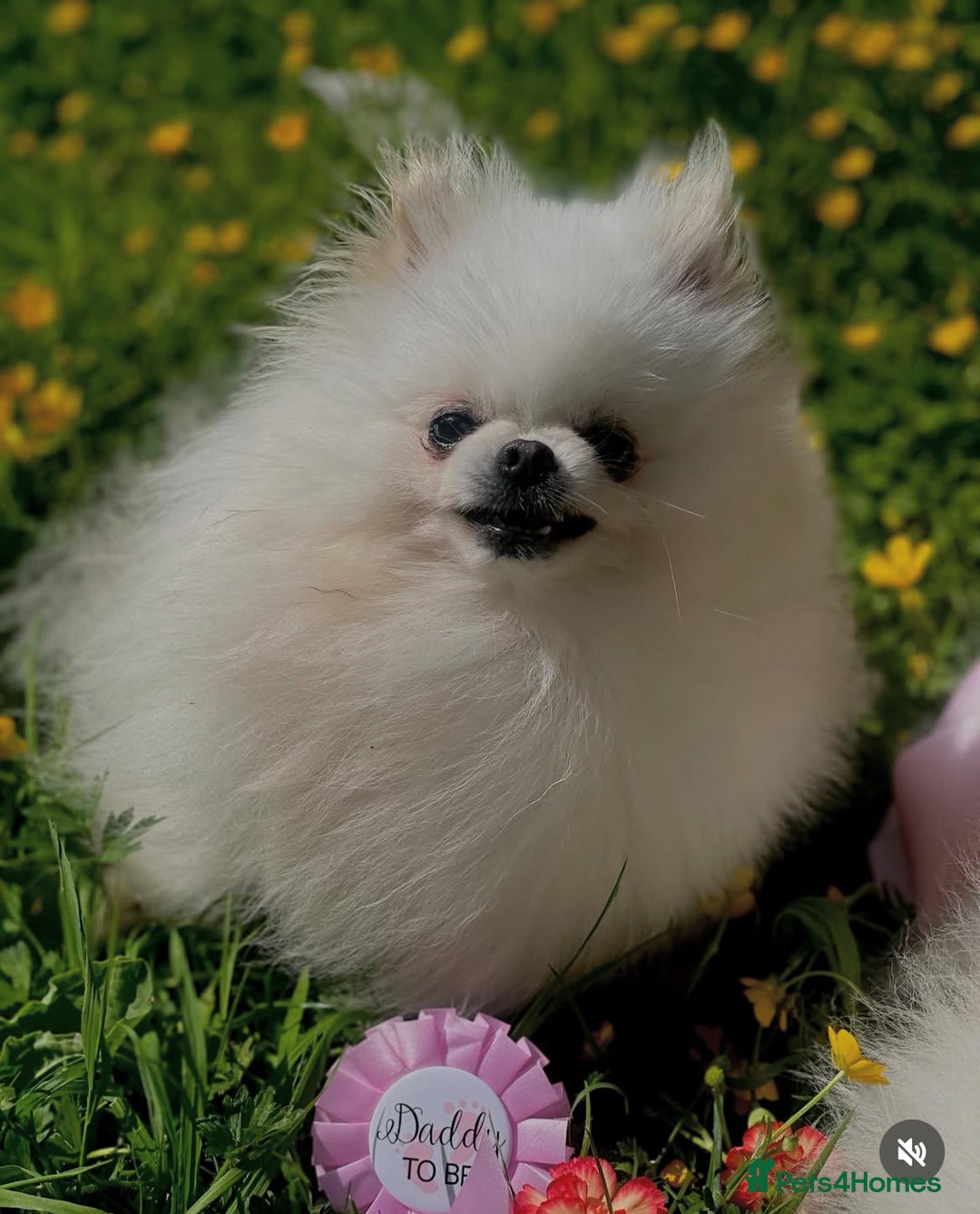 Pomeranian dogs for sale: White KENNEL CLUB Registered CHAMPION Bloodlines - Image 25