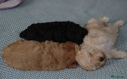 Toy Poodle dogs for sale: Toy Poodle  - Image 13
