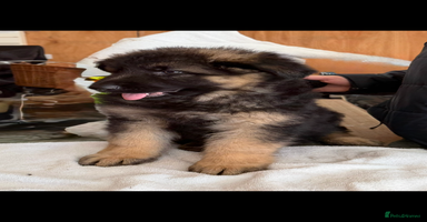 German Shepherd dogs - Advert 3