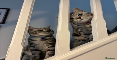British Shorthair cats in Wakefield - Advert 6