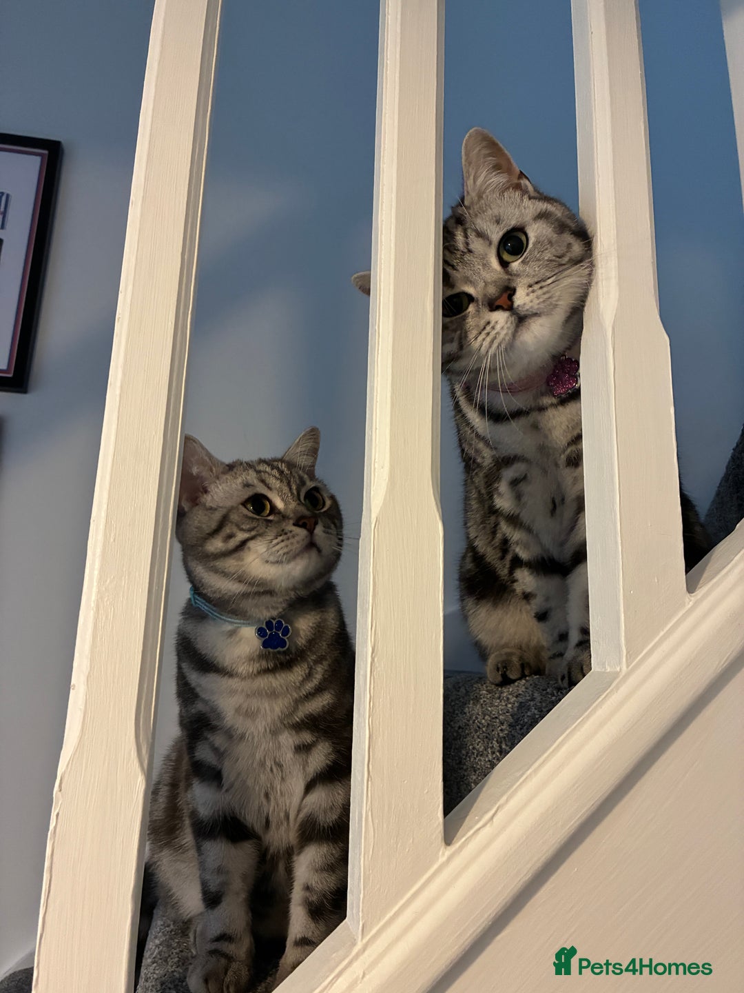 British Shorthair cats for sale: British Shorthair Silver Tabby Pair  in Wakefield - Image 2