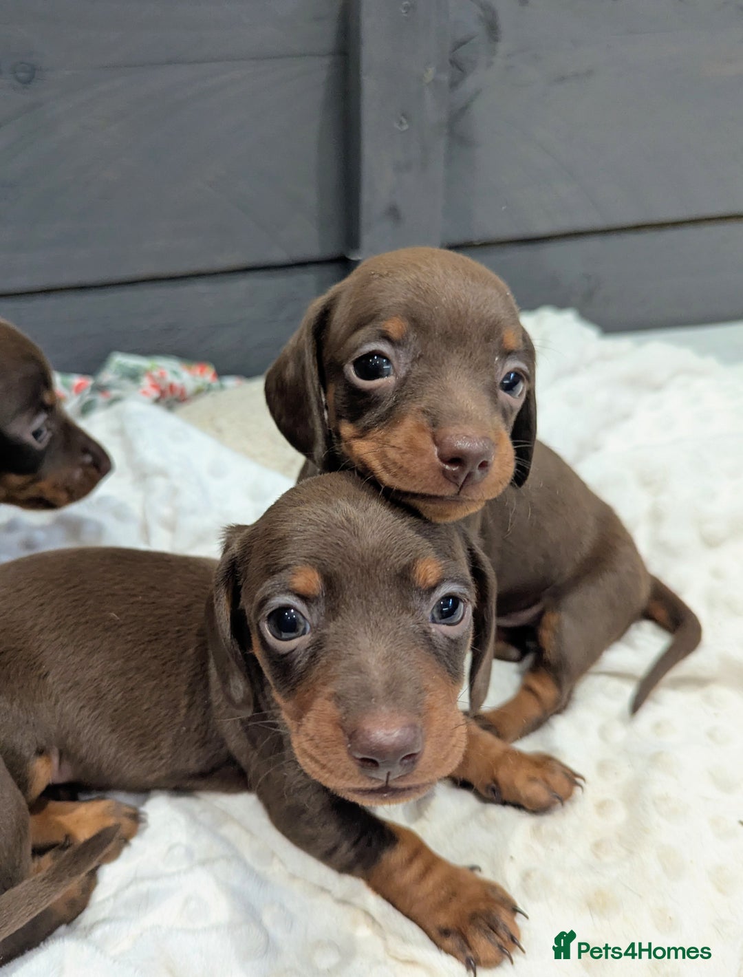 Miniature Dachshund dogs for sale: Beautiful Miniature Dachshund *one little girl* - Advert 3