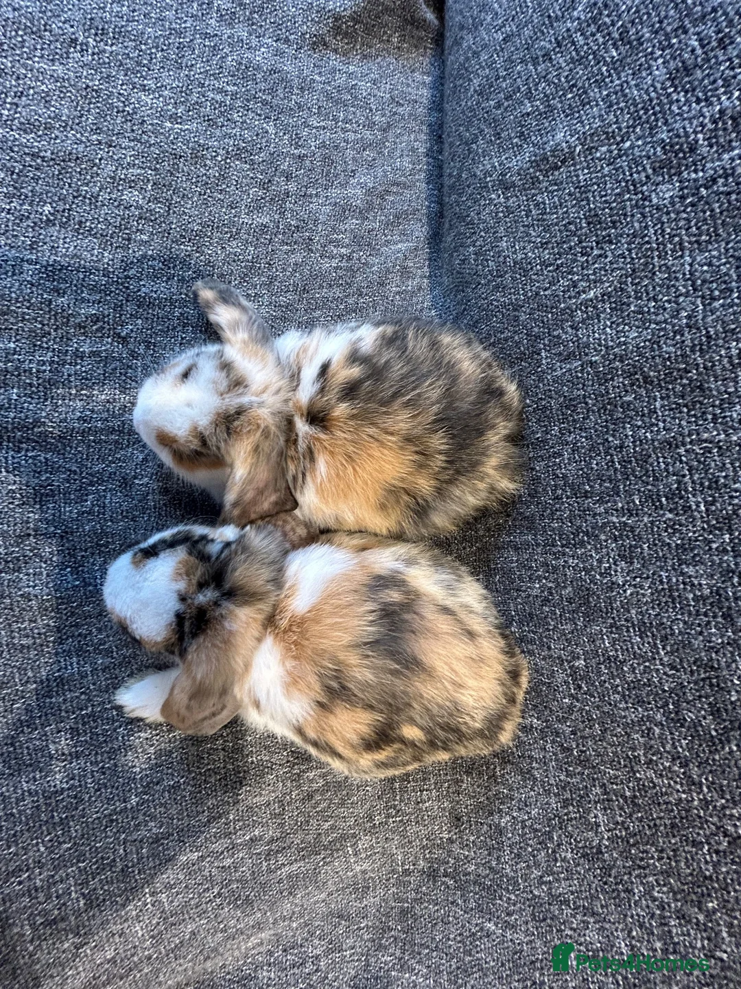 Mini Lop rabbits for sale: 🐰 RESERVED pending collection🐰 - Advert 6