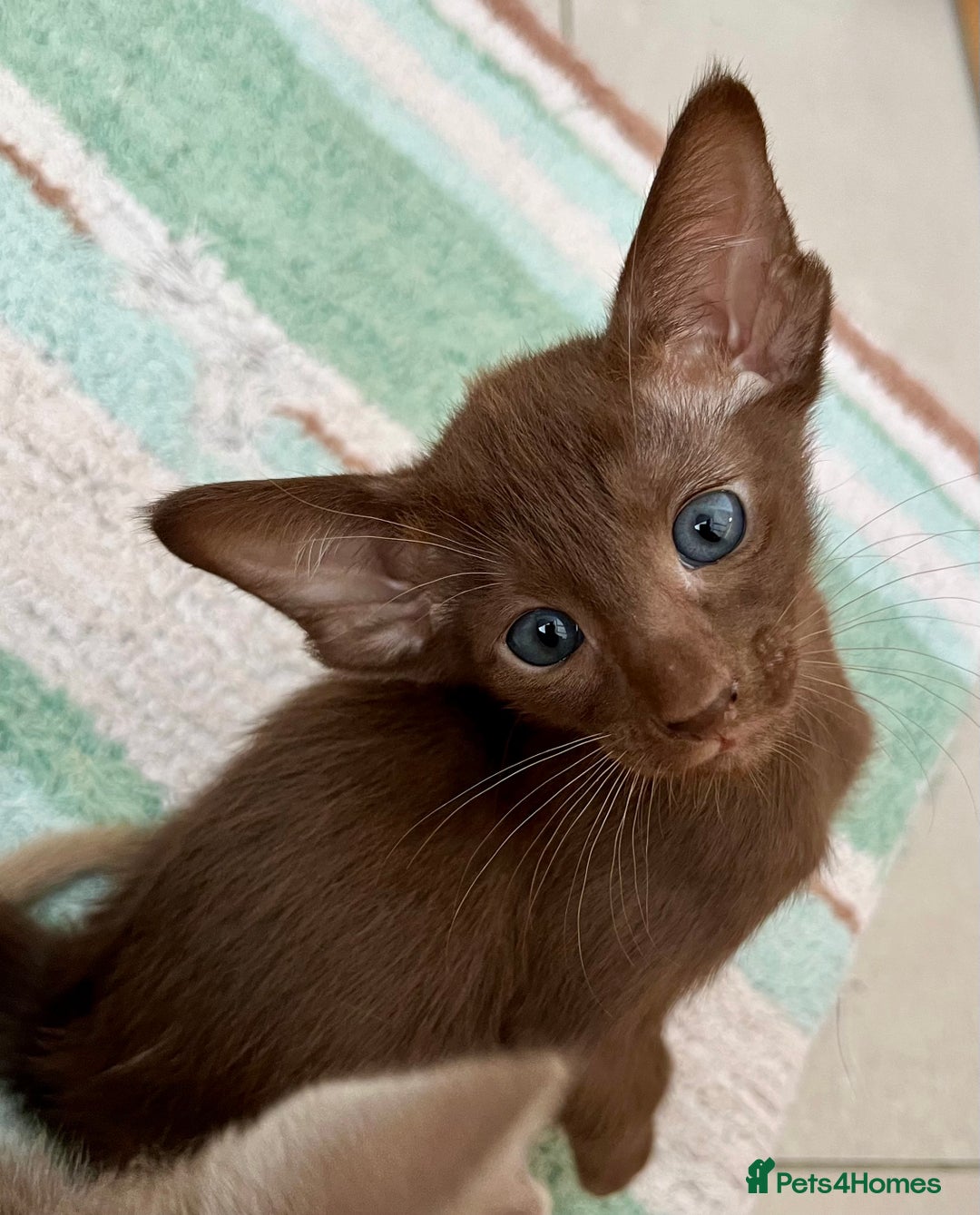 Oriental cats for sale: Oriental and Siamese kittens GCCF reg - Image 26