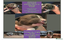 Staffordshire Bull Terrier dogs for sale: VERY RARE WHITE BLUE PIED & BLUE/WHITE SBT'S - Image 4