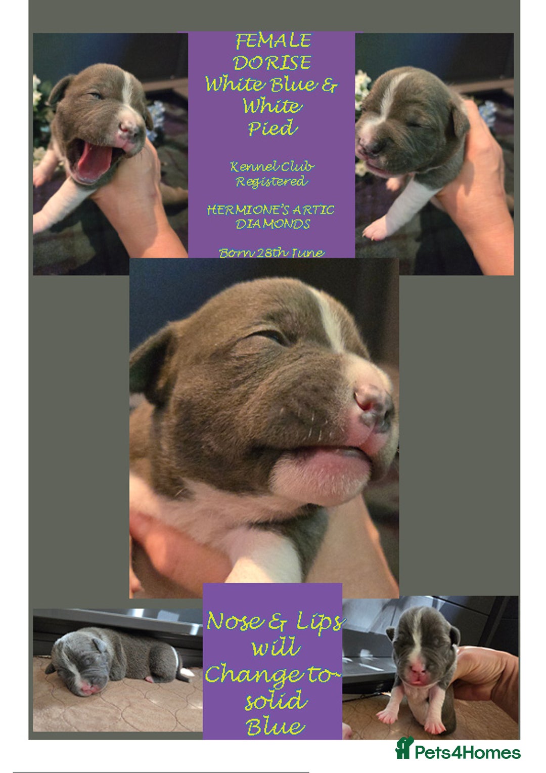 Staffordshire Bull Terrier dogs for sale: VERY RARE WHITE BLUE PIED & BLUE/WHITE SBT'S - Image 4