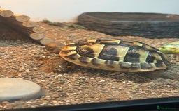 Tortoise reptiles for sale: Hermann’s Tortoise with Full Setup  - Image 3