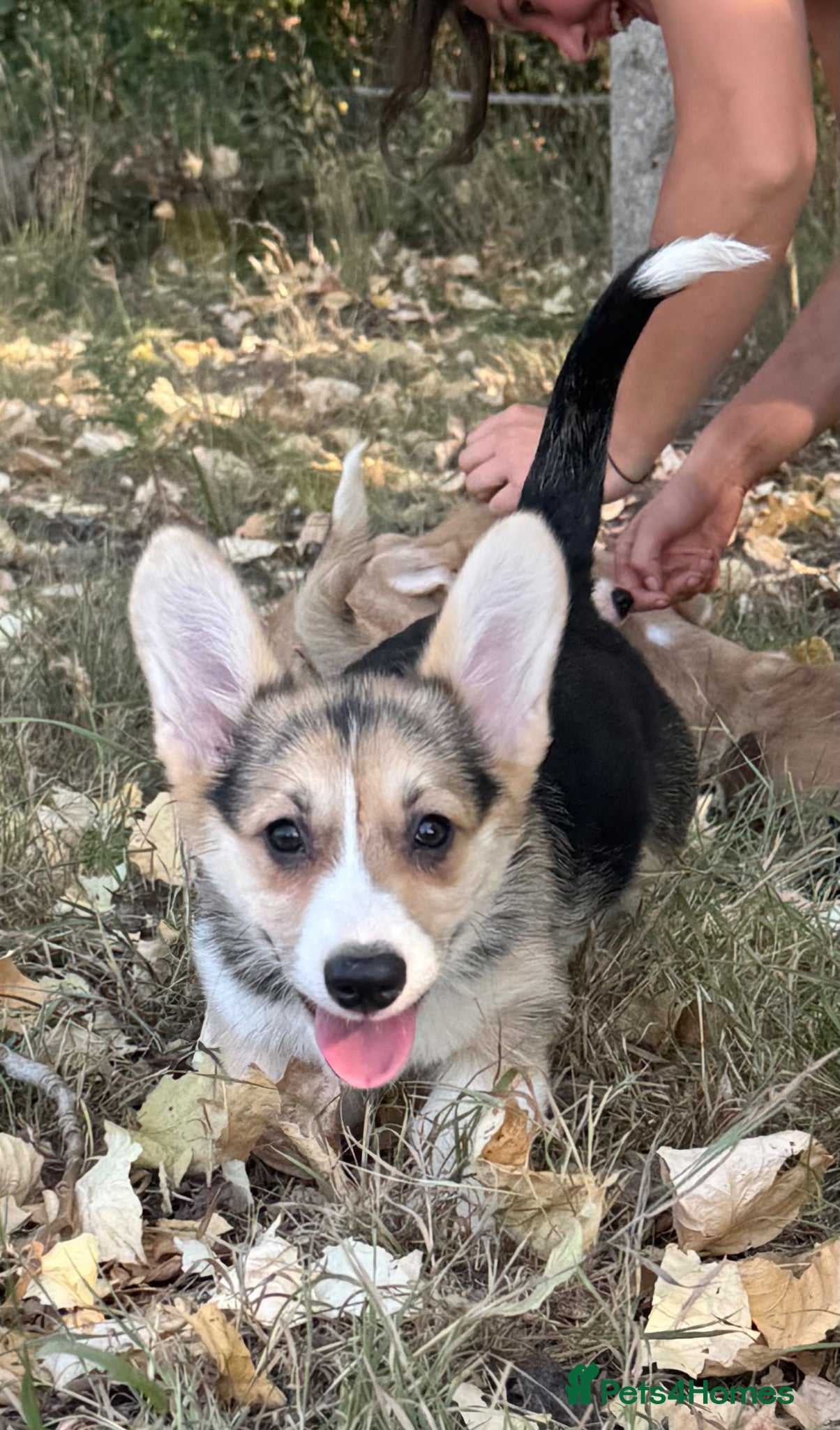 Welsh Corgi Pembroke dogs PERFECT PEMBROKE PUPPIES - Advert 2