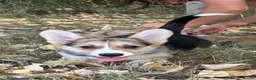 Welsh Corgi Pembroke dogs for sale: PERFECT PEMBROKE PUPPIES - Advert 2