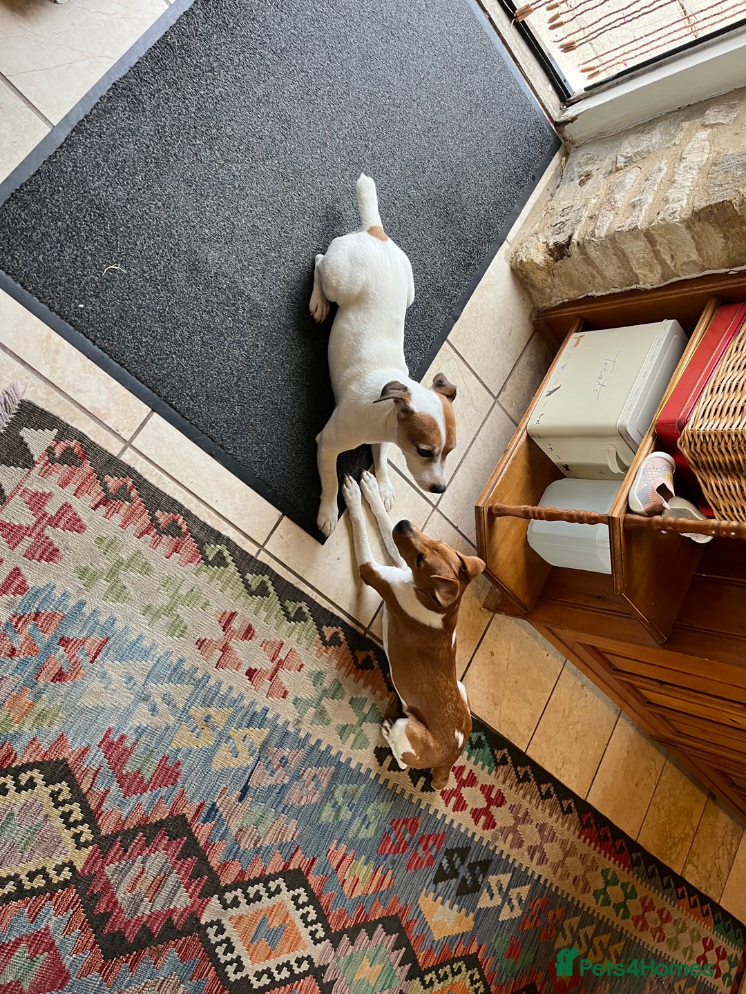 Mixed Breed dogs for sale: Lovely Jack Russel/Plumber puppies - Image 13