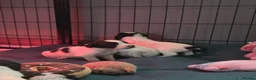 English Springer Spaniel dogs for sale: Health Tested Parents- KC Registered ESS - Advert 10