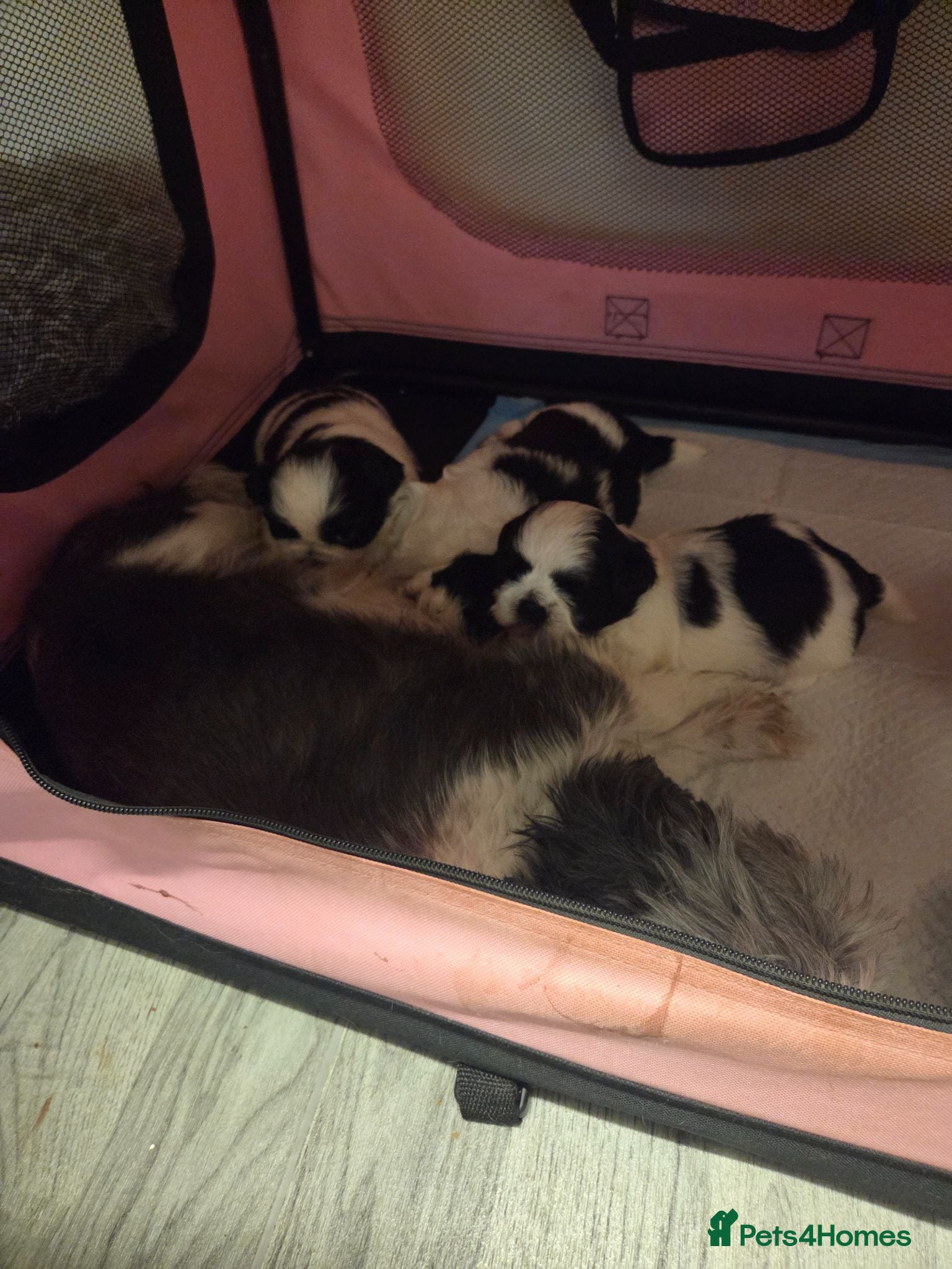 Shih Tzu dogs 2 boy shitzu puppies 🐶  - Advert 1