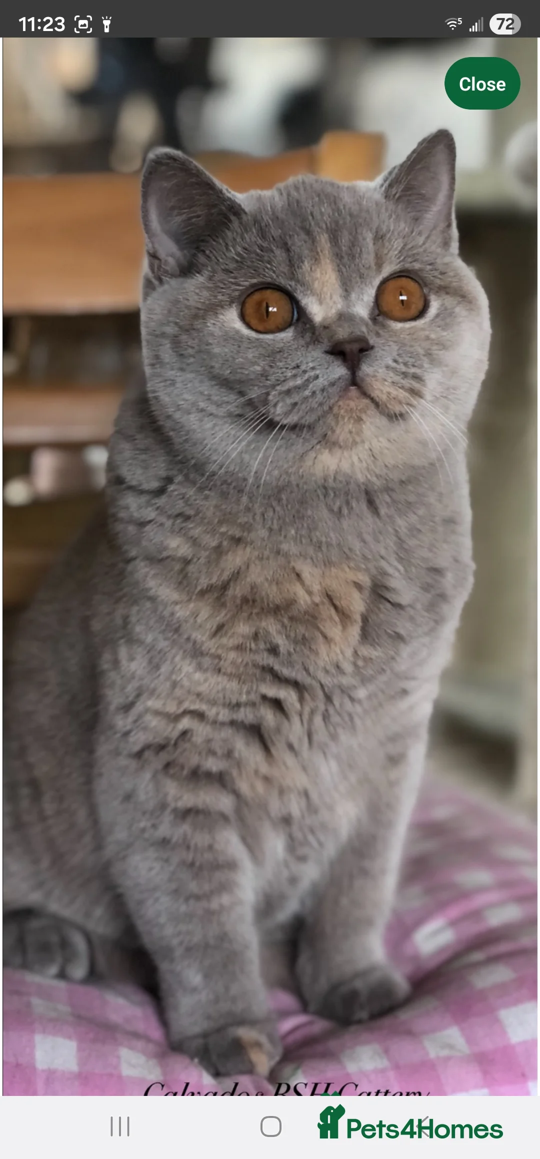 British Shorthair cats for sale: British shorthair  - Advert 3
