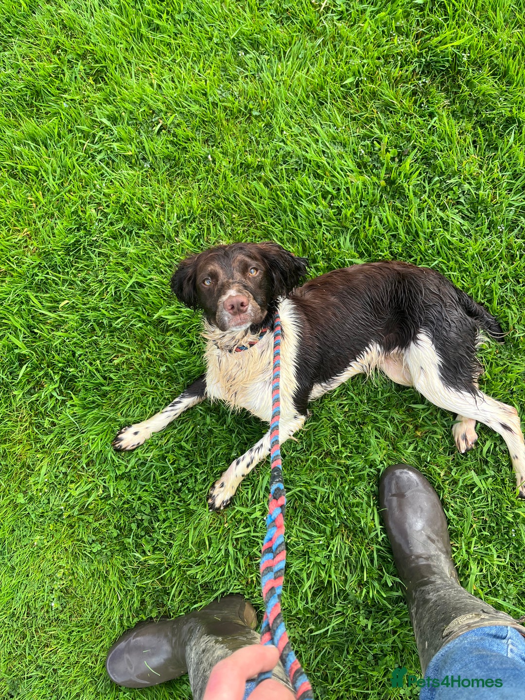English Springer Spaniel dogs for sale: English Springer Spaniel Bitch 3 years old  - Advert 1