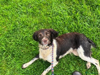 English Springer Spaniel dogs English Springer Spaniel Bitch 3 years old - Advert 4