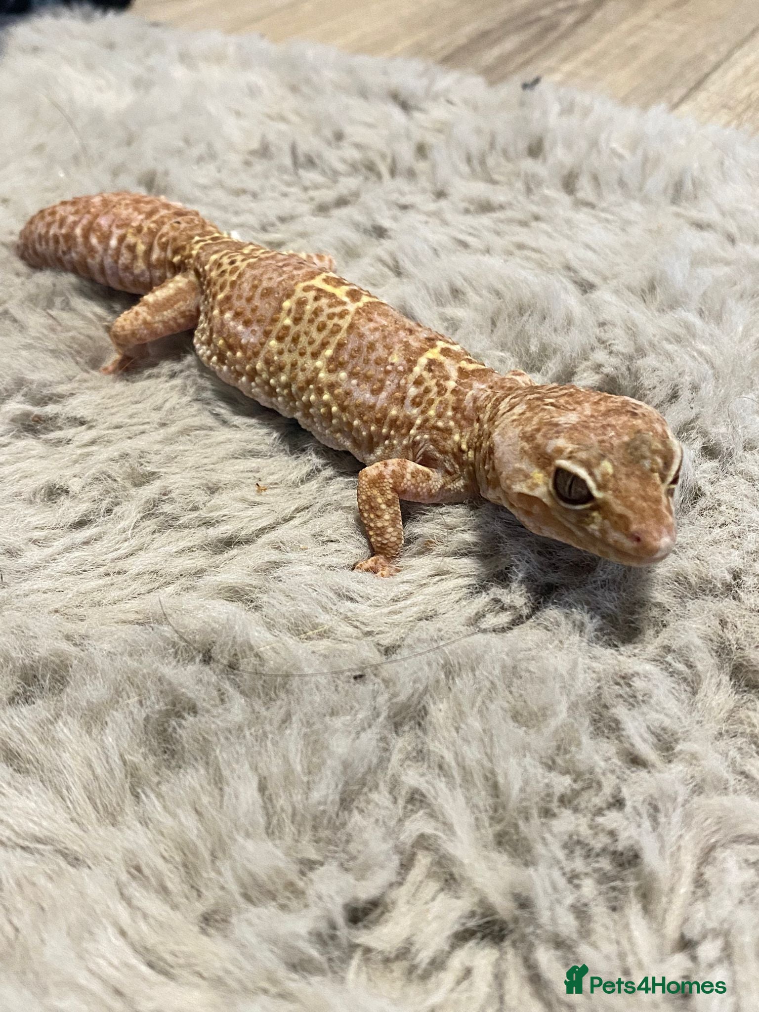 Leopard Gecko reptiles Leopard gecko couple m/f - Advert 1