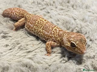 Leopard Gecko reptiles Leopard gecko couple m/f - Advert 1