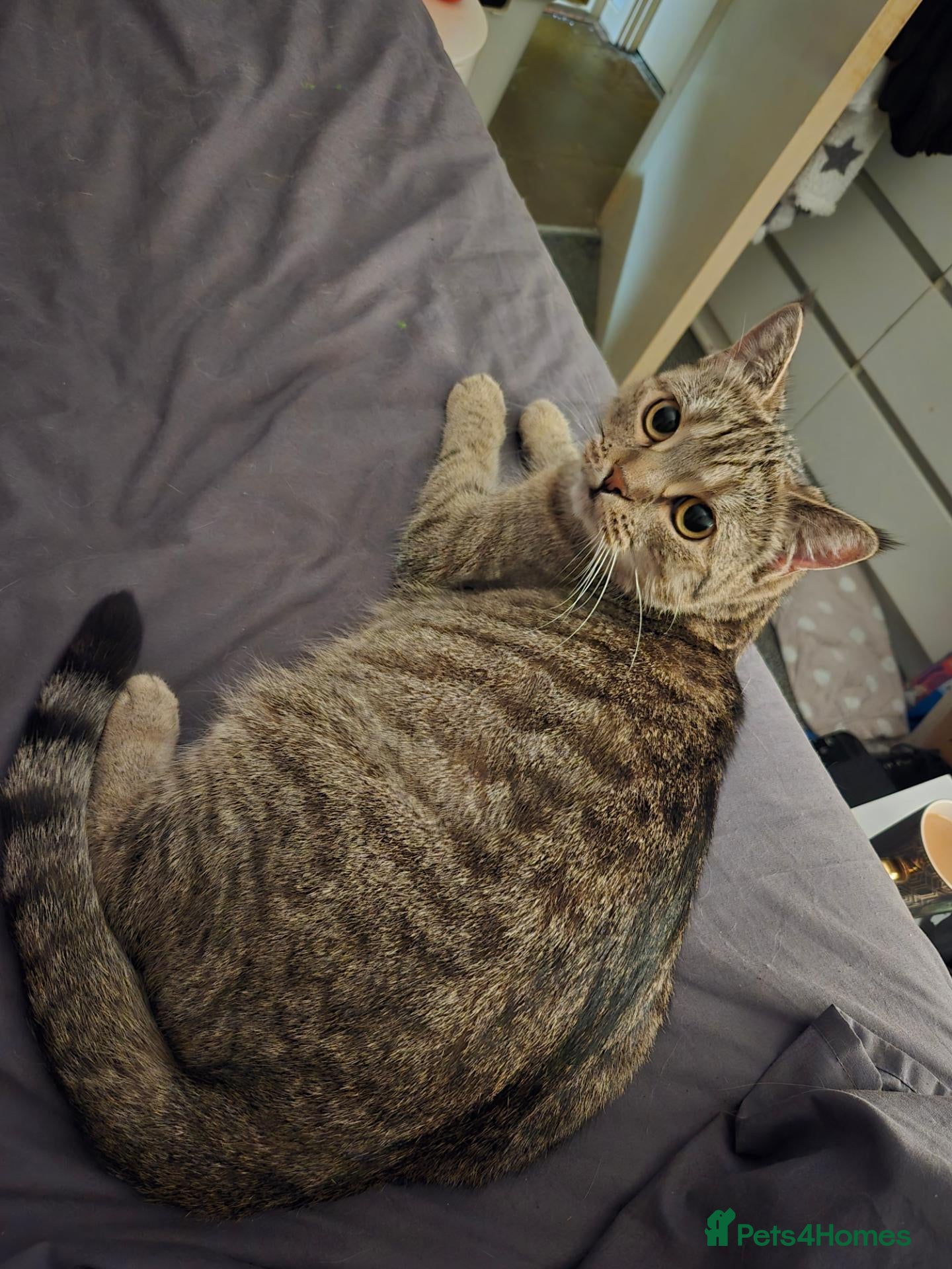 Mixed Breed cats for sale: Beautiful half bengal girl to a loving home  - Advert 2