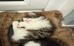 Mixed Breed cats for sale: Kittens for adoption  - Image 6