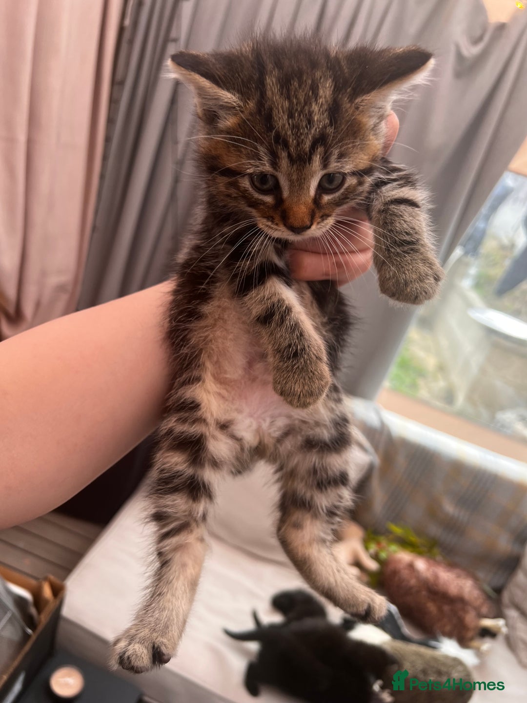 Mixed Breed cats for sale: 6 Kittens for sale - Image 10