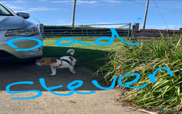 Jack Russell dogs for sale: Jack Russell puppies  - Image 21