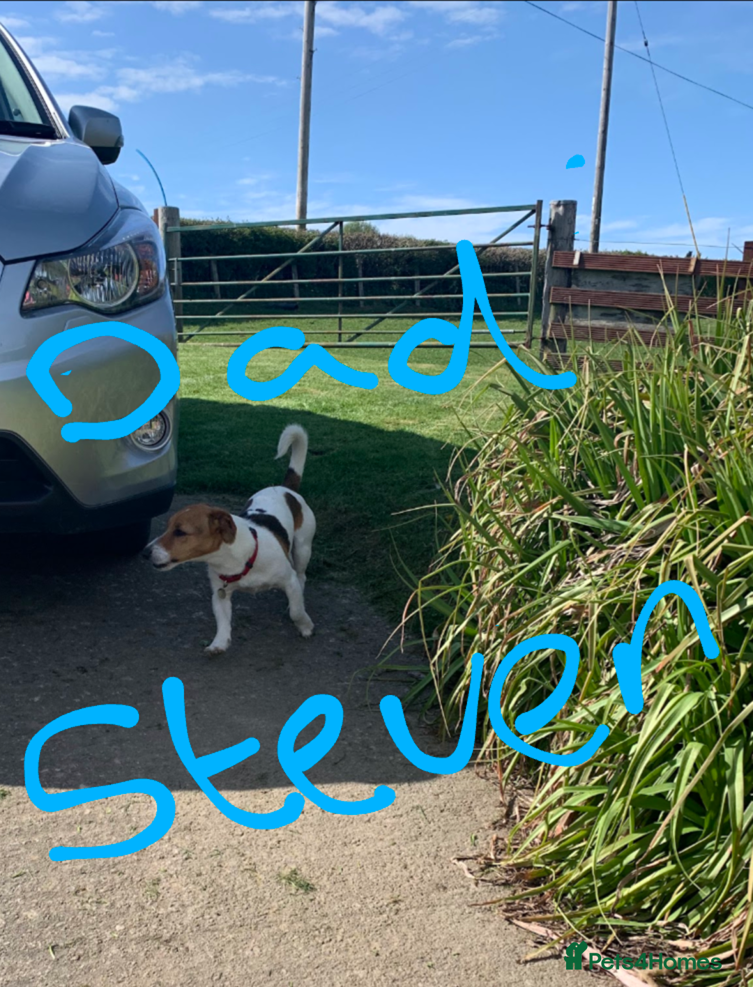 Jack Russell dogs for sale: Jack Russell puppies  - Image 21