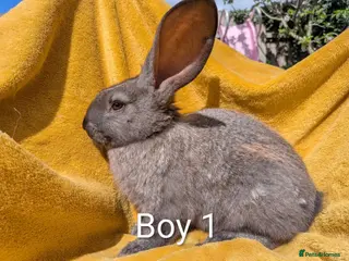 Continental Giant rabbits Continental giants - Advert 7