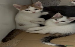 Maine Coon cats for sale: Kittens for sale  - Image 1