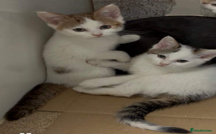 Maine Coon cats - Advert 10