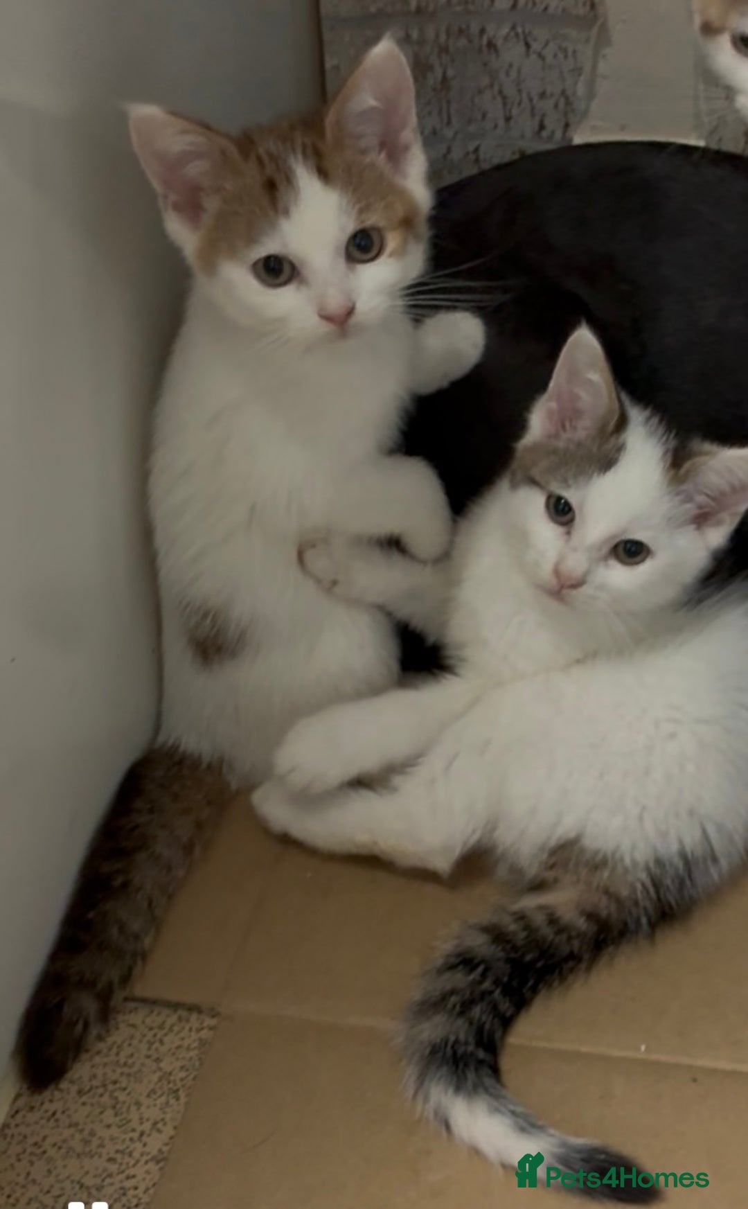 Maine Coon cats for sale: Kittens for sale  - Image 1
