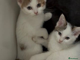 Domestic Shorthair cats - Advert 16