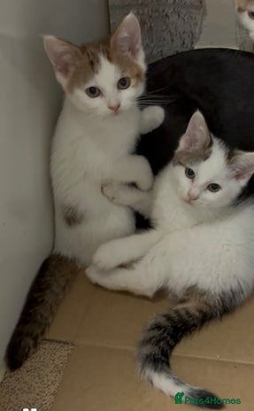 Domestic Shorthair cats - Advert 20