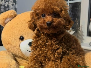 Toy Poodle dogs Asian Toy Poodle - Advert 14