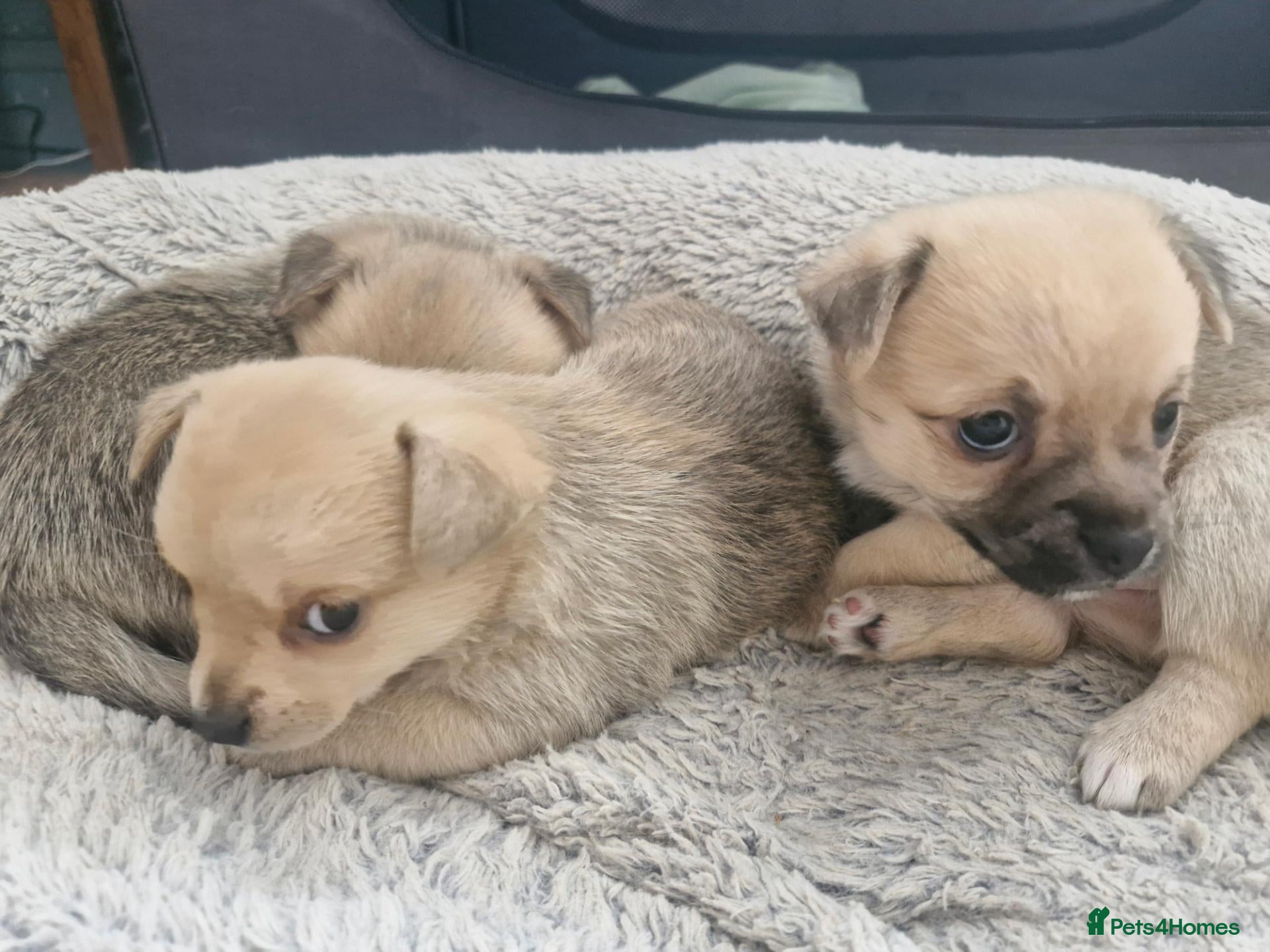 Mixed Breed dogs Pomchi x Jackawawa puppies - Advert 9