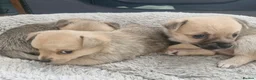 Mixed Breed dogs for sale: Pomchi x Jackawawa puppies - Advert 1