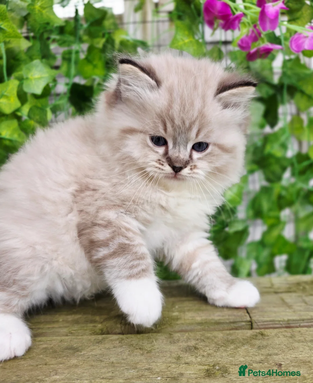 Ragdoll cats for sale: 5 amazing European babies.  Tica registered  - Advert 2