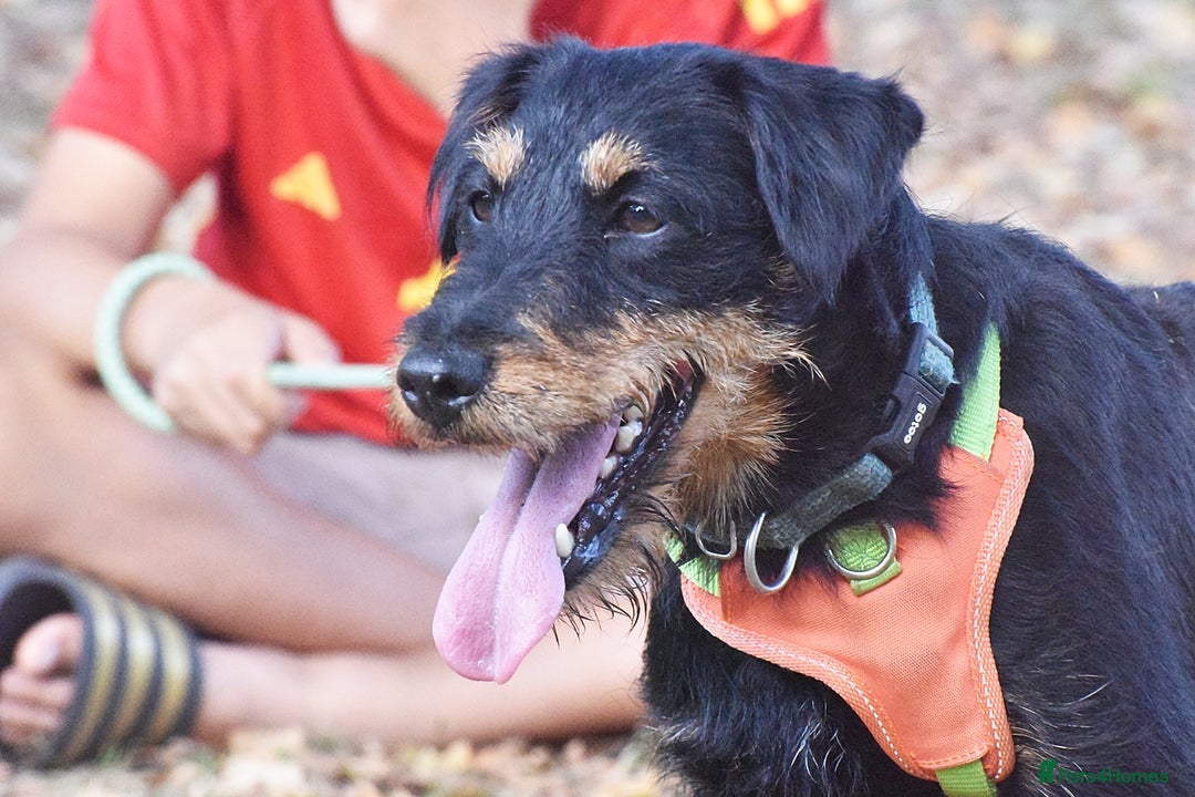 Fox Terrier dogs for adoption: Rosalia - Image 10