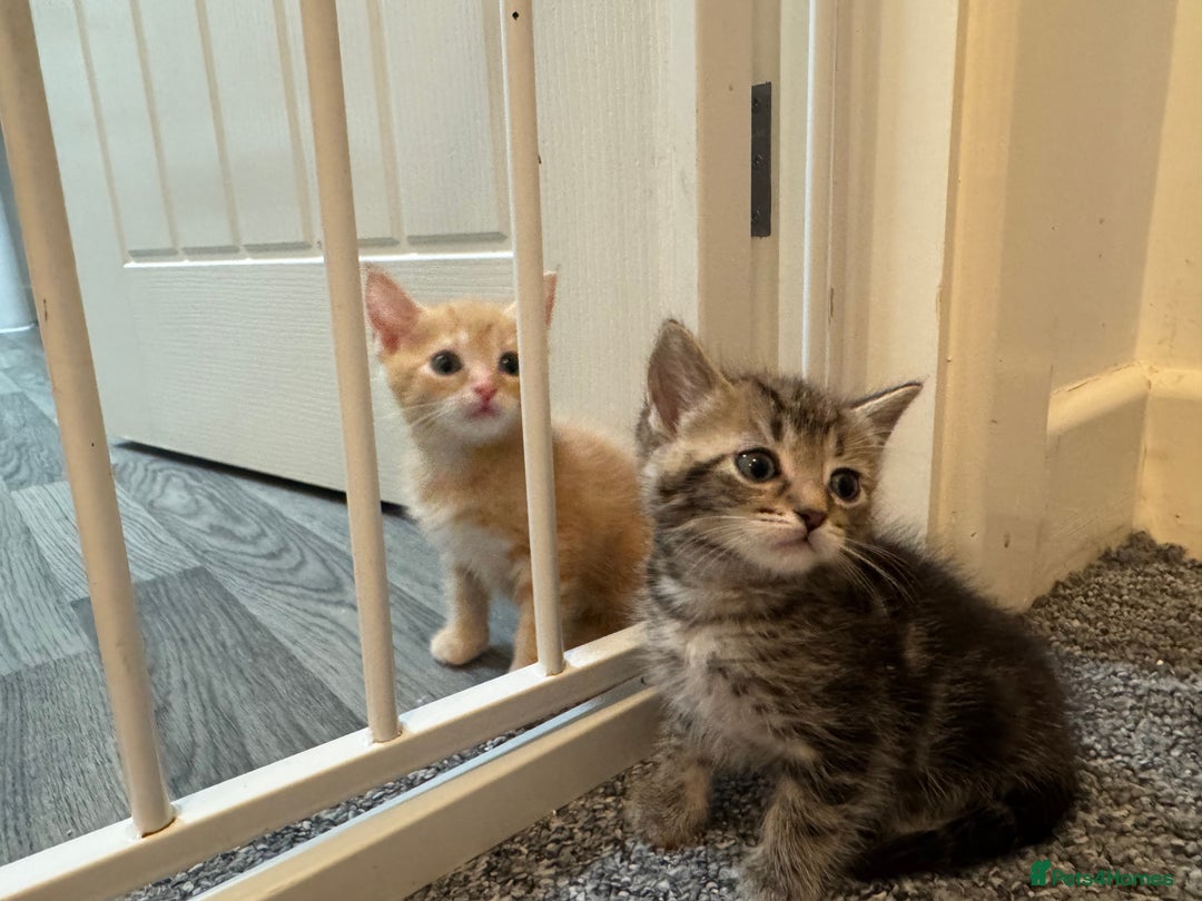 Domestic Shorthair cats for sale: 2 little boy - Image 3