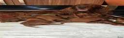 Irish Setter dogs for sale: KC Registered Beautiful Irish Setter Puppies  - Advert 3