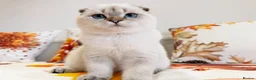Scottish Fold cats for sale: 🐾 Stunning Scottish Fold Girl  🐾 - Advert 14