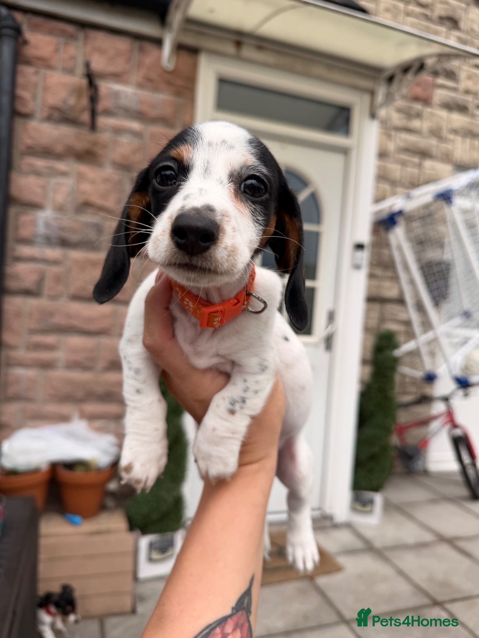 Dachshund dogs 4 adorable small dachshund girls available  - Advert 1