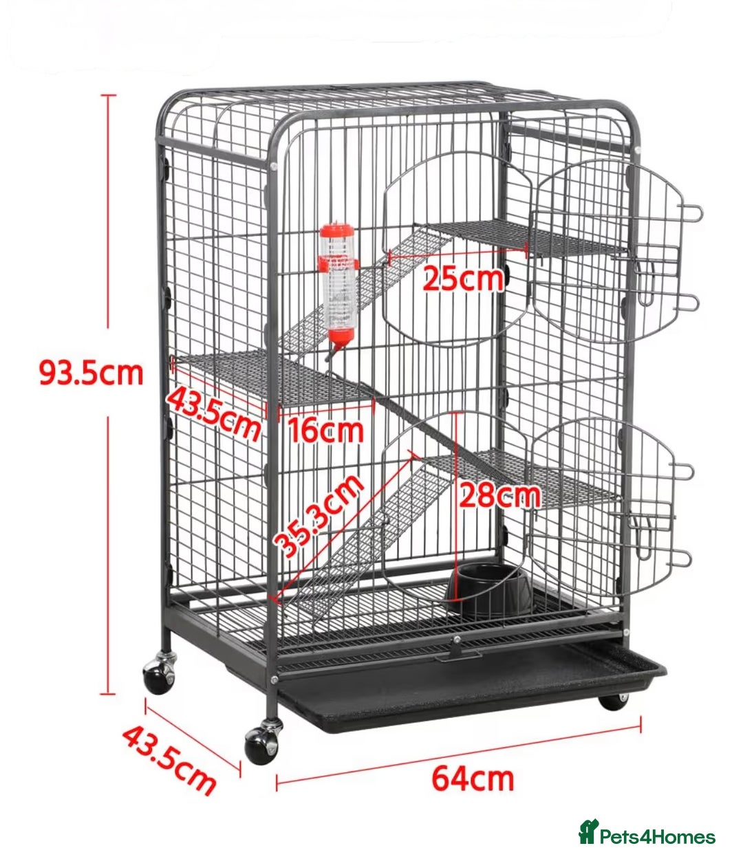 Chinchilla rodents for sale: Beige Chinchilla Boy - Advert 6