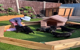 Labrador Retriever dogs for sale: KC registered Beautiful Chunky Black Labs   - Image 16