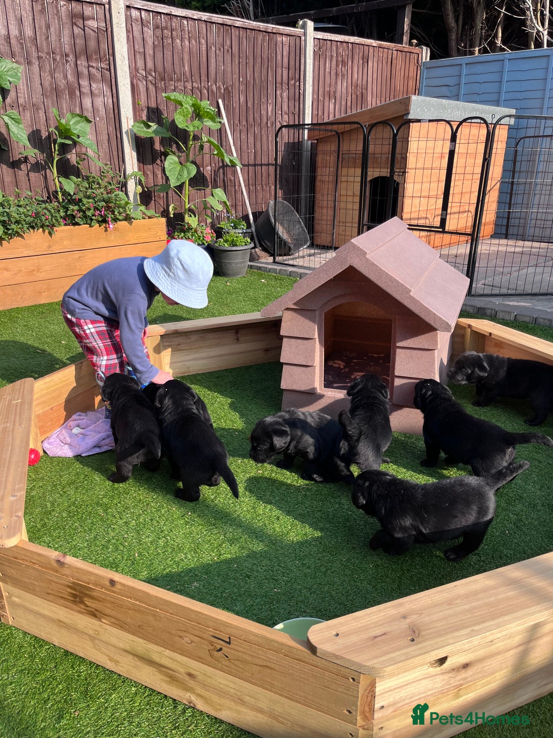 Labrador Retriever dogs for sale: KC registered Beautiful Chunky Black Labs   - Image 16