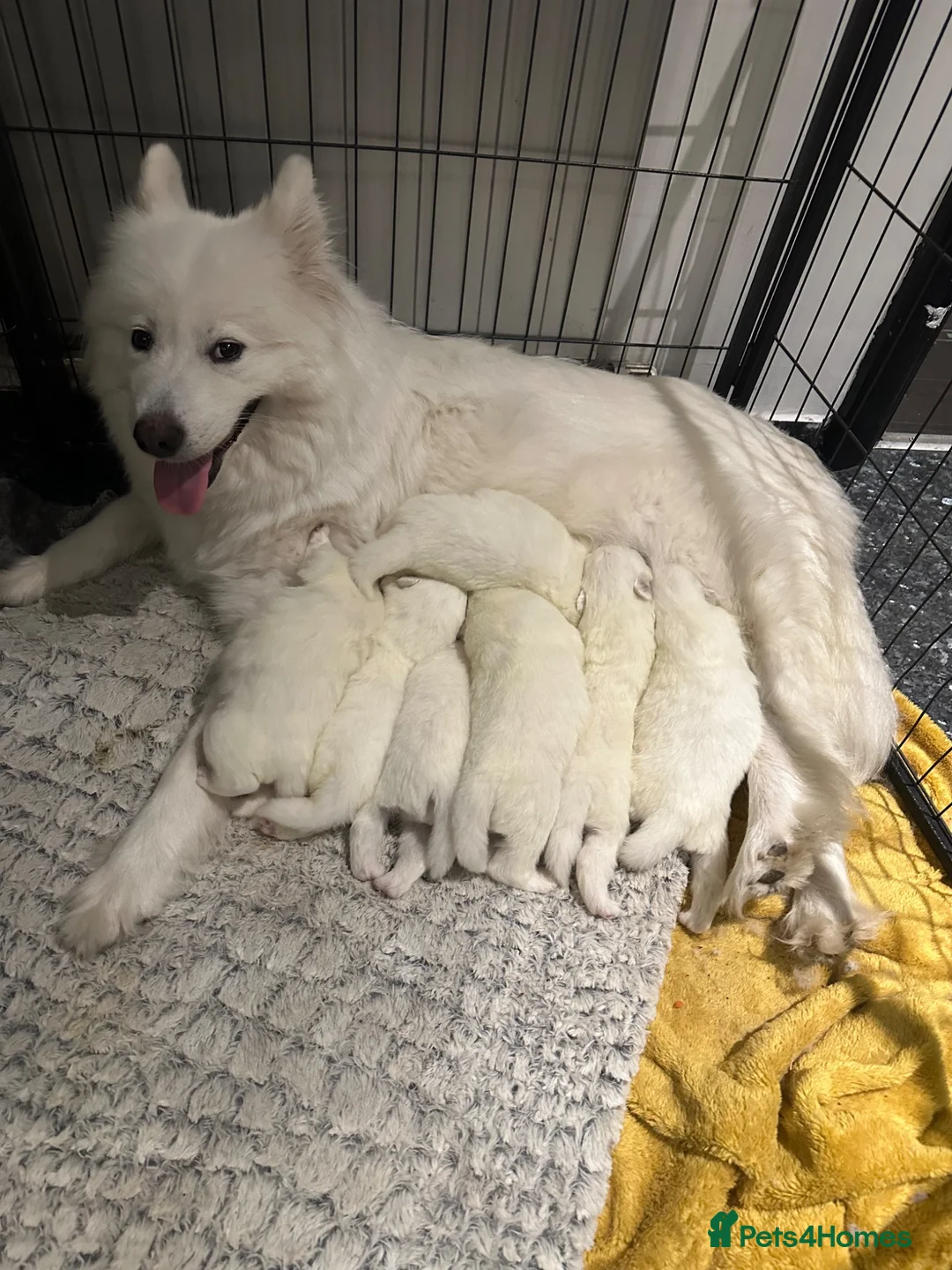 Samoyed dogs for sale:     Adorable Samoyed Puppies Looking for 5★ Homes - Advert 1