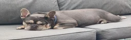 French Bulldog dogs for sale: Loving female puppy (Luna)  - Advert 5
