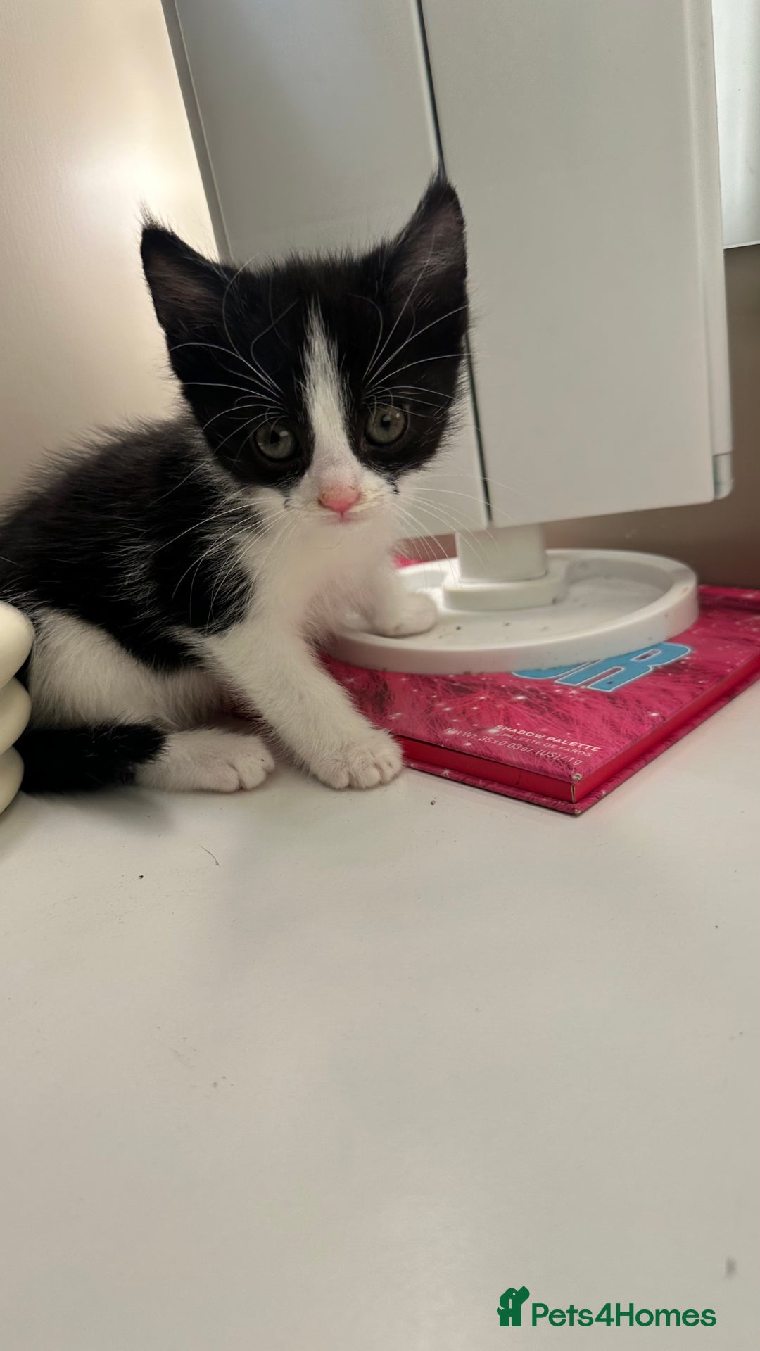 Mixed Breed cats for sale: 6 mixed breed ( shorthair and longhair) kittens - Advert 18