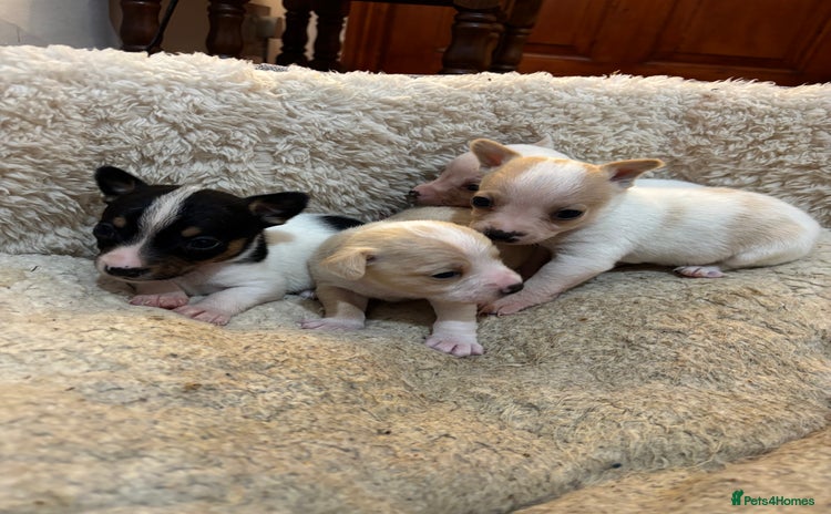 Mixed Breed dogs - Advert 8