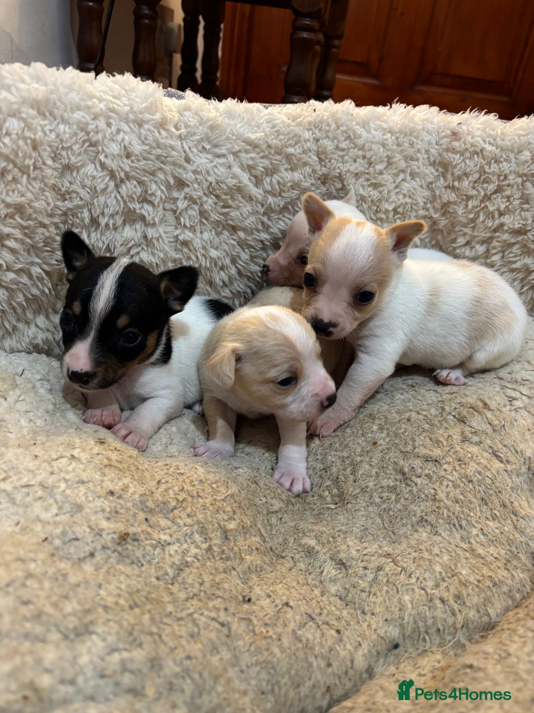 Mixed Breed dogs for sale: Adorable Jack Russel x Chihuahua puppies  - Advert 13